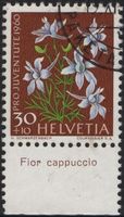 30 Rp. Rittersporn mit TAB (Fior cappuccio)