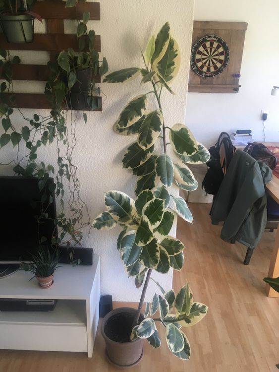 Ficus elastica variegata - Gummibaum - 180cm (Gebraucht) in Bern fr CHF  115  nur Abholung auf Ricardo kaufen