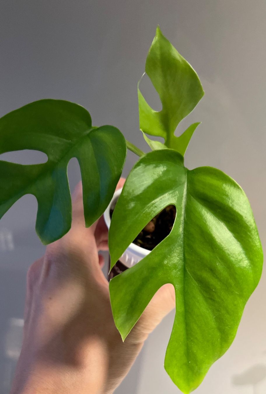Piante & sementi: Monstera minima💚 – Usato da Glattpark(Opfikon) venduto da ste_n99y 1