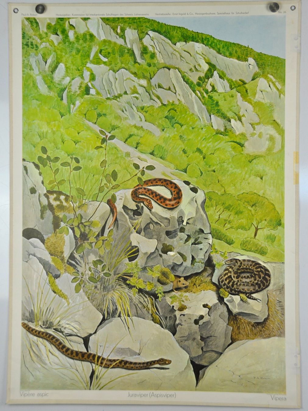 Poster & Bilder: Schulwandbild Viper -  Juraviper P.A.Robert – Gebraucht aus Härkingen von sammelbecken 2