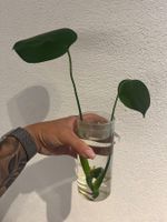 Monstera Deliciosa Ableger klein