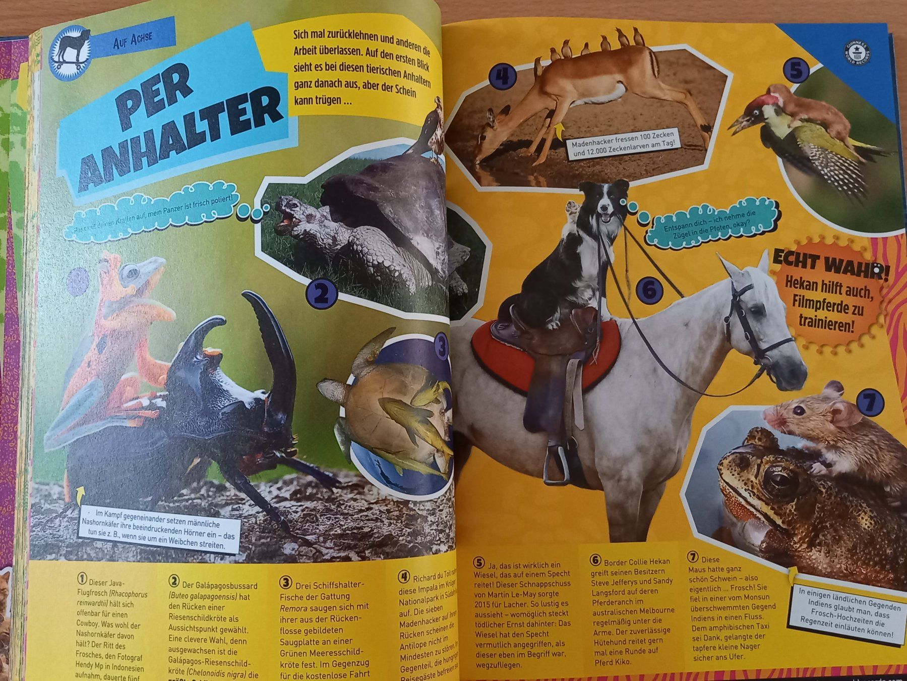 Libri: Guinness World Records Super Tiere Buch – Usato da Obernau venduto da Corolli 4