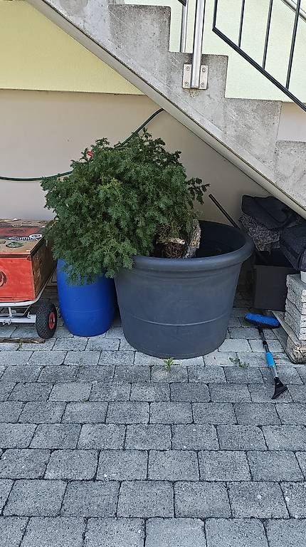 Pflanzen & Samen: Strauch im Topf Bonsai – Gebraucht aus Reitnau von rob_c9tf 2