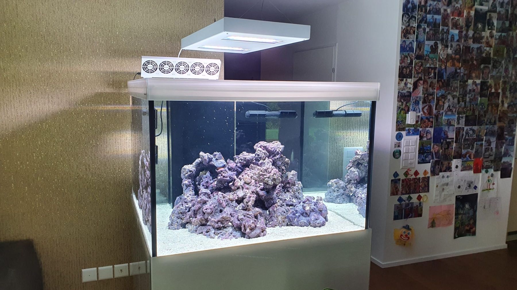 Acquari: Meerwasser Aquarium 100x100x70 – Nuovo (secondo la descrizione) da Berikon venduto da fischundart 7