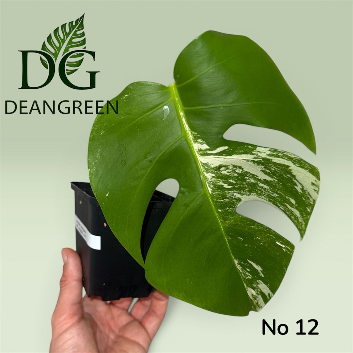 Piante & sementi: Monstera albo variegata nr. 12 – Usato da Zürich venduto da DeanGreenZH