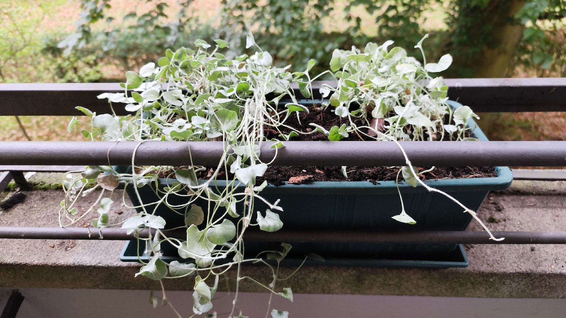Pflanzen & Samen: Silberregen (Dichondra argentea) – Gebraucht aus Bern von Meeresalgen 1