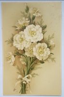 1911, Nelken Postkarte, Grüsse für Frühling