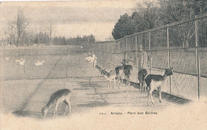 Cartoline postali: Genève - Ariana - Parc aux Biches + c1900 – Usato da Emmenbrücke venduto da teestube