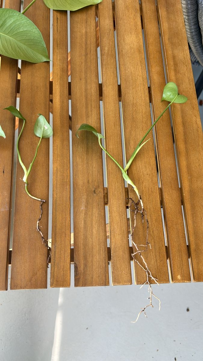 Piante & sementi: Monstera Setzlinge abzugeben – Usato da Olten venduto da kue_n2yz 1
