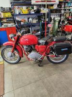 lodola guzzi