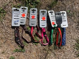 Hundehalsband Rogz Small 20-31cm neu 7 Stück