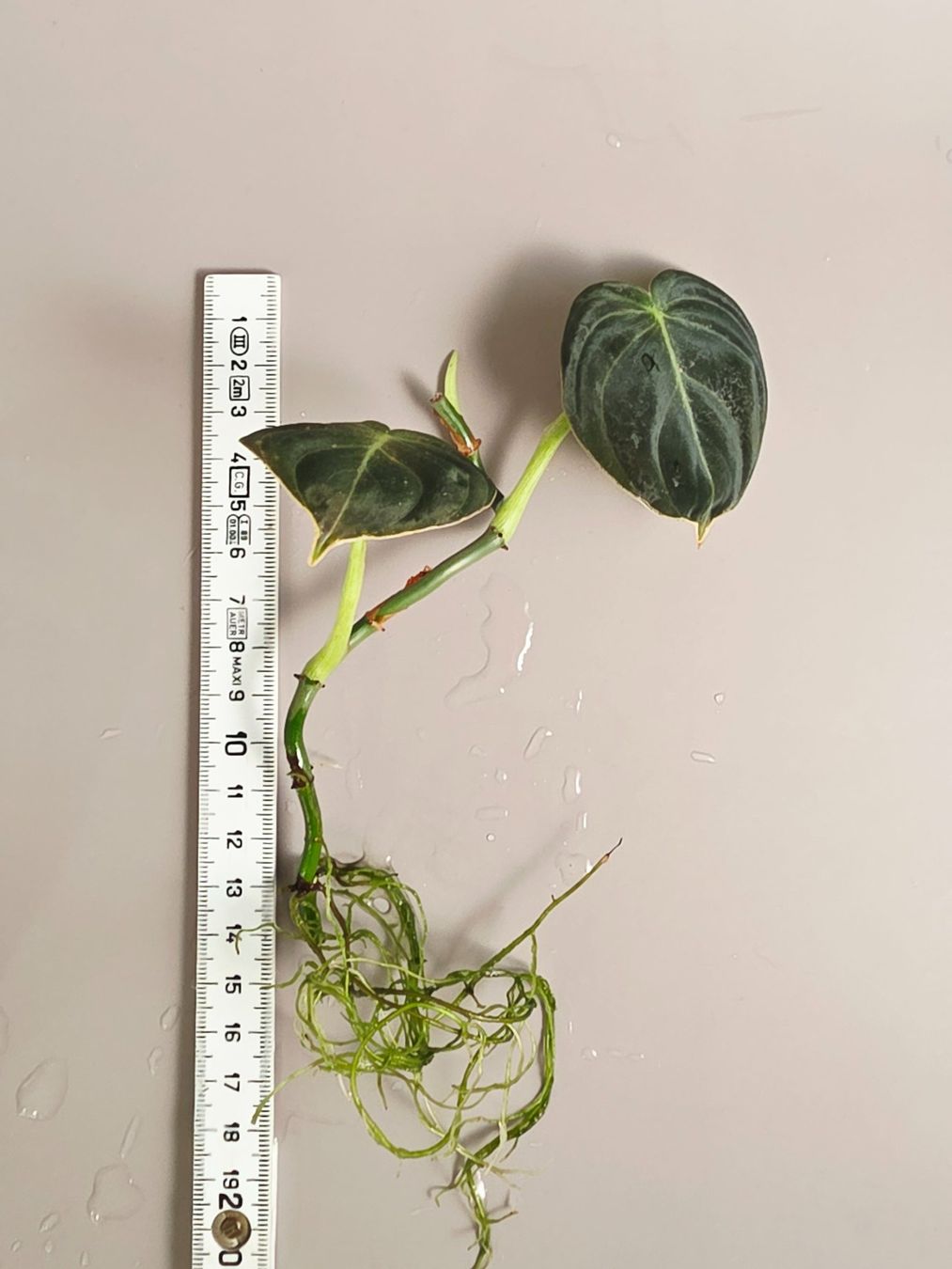 Piante & sementi: Philodendron melanochrysum Steckling – Nuovo (secondo la descrizione) da Gerolfingen venduto da Azora 3