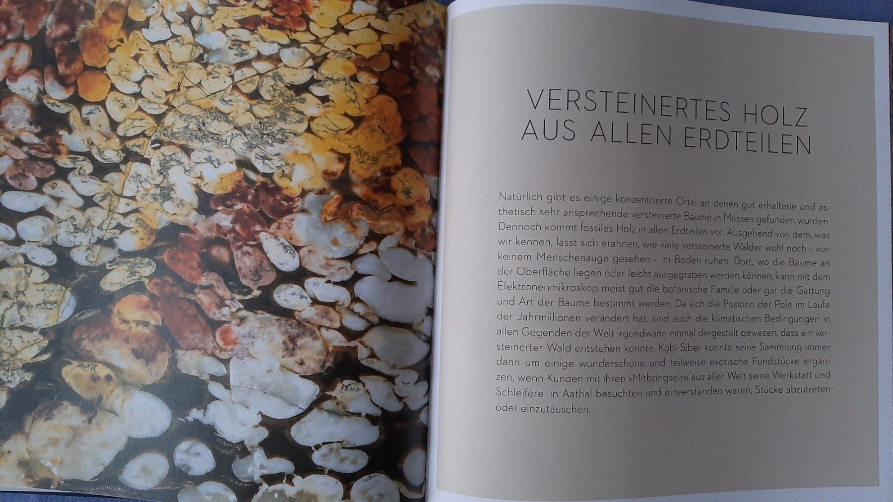 Libri: Das Gedächtnis der Bäume – Nuovo (secondo la descrizione) da Wünnewil venduto da Bear78 4