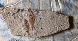 Fossiler Fisch