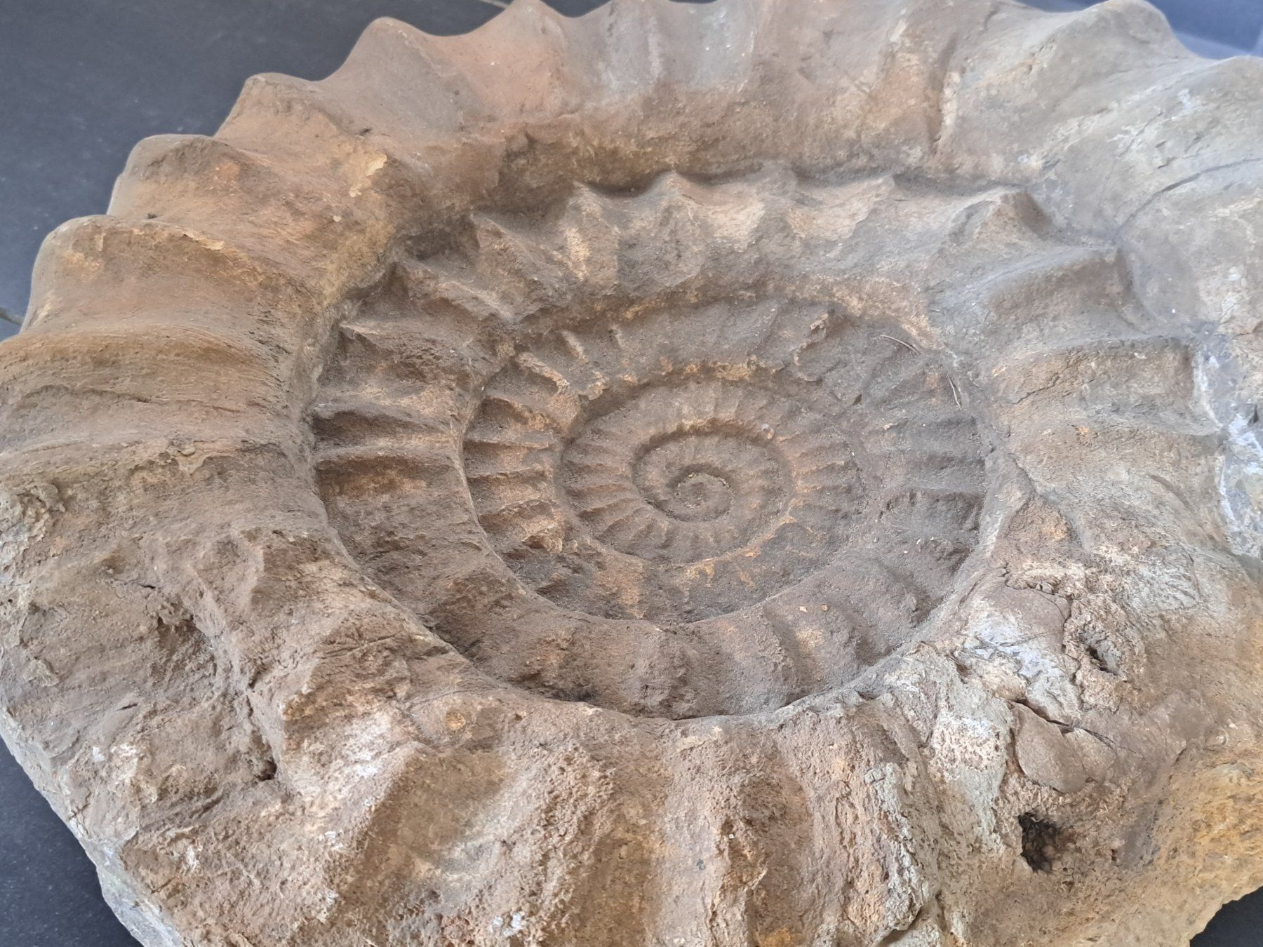 Fossili: Riesiger Ammonit - 28.9 kg – Usato da Wichtrach venduto da LuckyLuke69 7