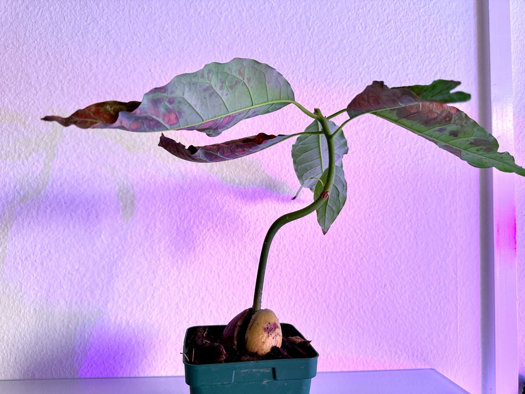 Piante & sementi: Avocado Baum (curved trunk) – Nuovo (secondo la descrizione) da Schlieren venduto da Edgar_k 4
