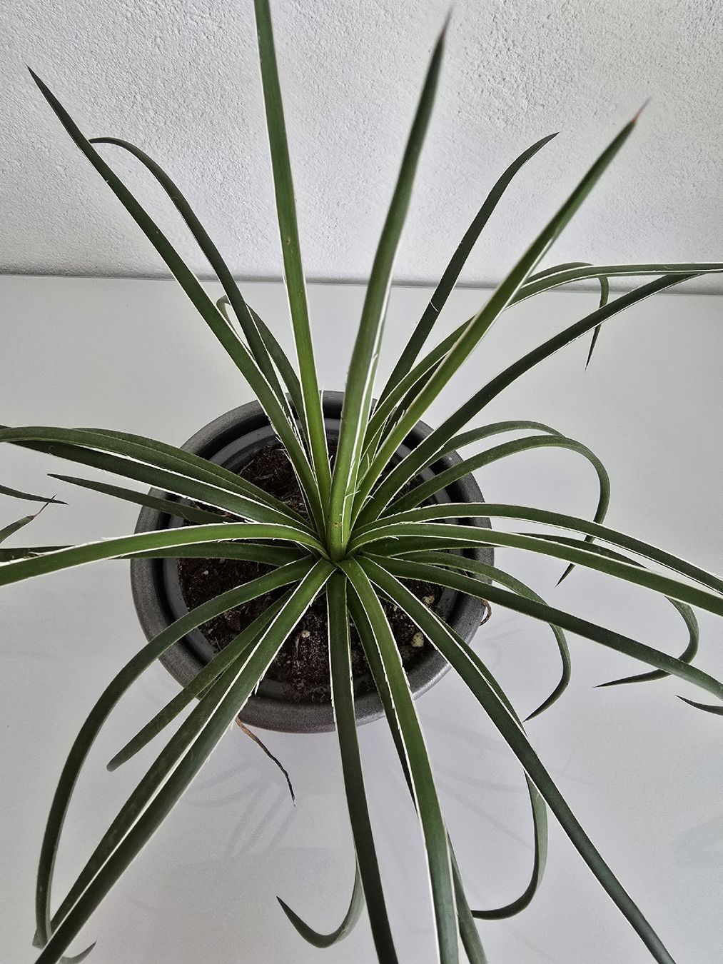 Plantes & graines: Jungpflanze Agave Geminiflora – Neuf (Voir description) à Aarburg par Glitzerschein 1