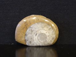 Versteinerter Fisch Fossil GONIATIT MAROKKO