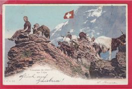 TROUPEAU DE CHÈVRES SUR L'ALPE, 25.2.1905