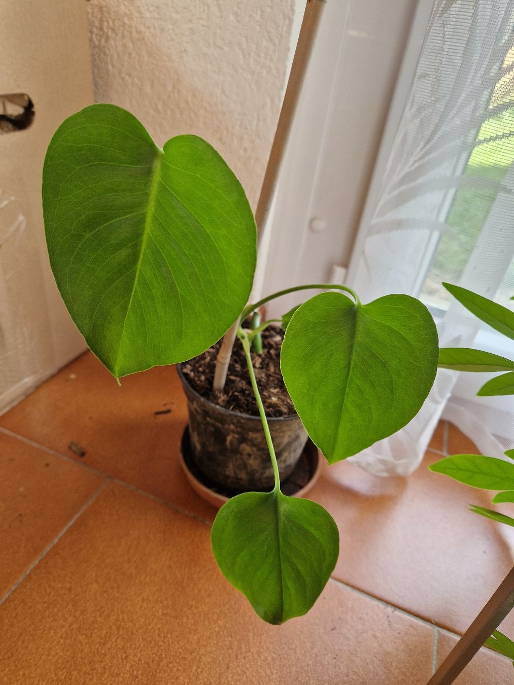 Piante & sementi: petites monstera deliciosa – Usato da Onex venduto da viv_72hm 2