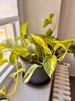 Pothos avec son pot