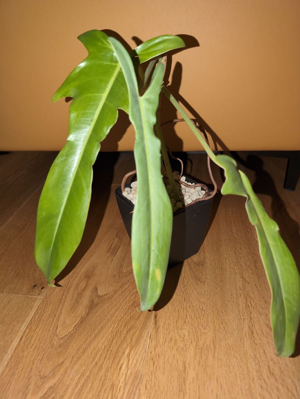 Piante & sementi: Philodendron Jerry Horne in semi hydro – Usato da Bern venduto da JennisJungle