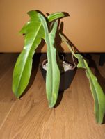 Philodendron Jerry Horne in semi hydro