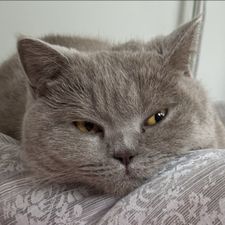 Profile image of Twixtel