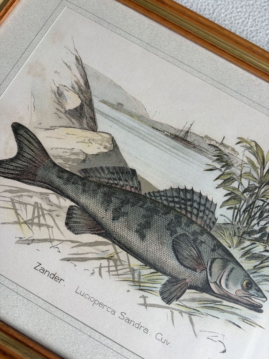 Tableaux: 2 Antique Fish Prints Illustration from Hofer&Burger – D'occasion à Zürich par dor_9l9g 7