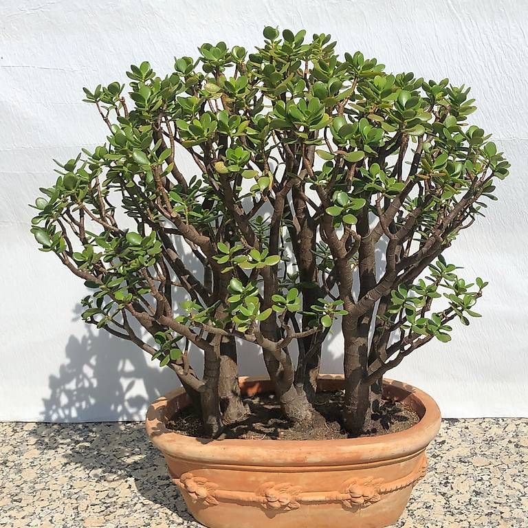Pflanzen & Samen: Crassula Ovata gross, 27 Jahre alt – Gebraucht aus Concise von phi317 1