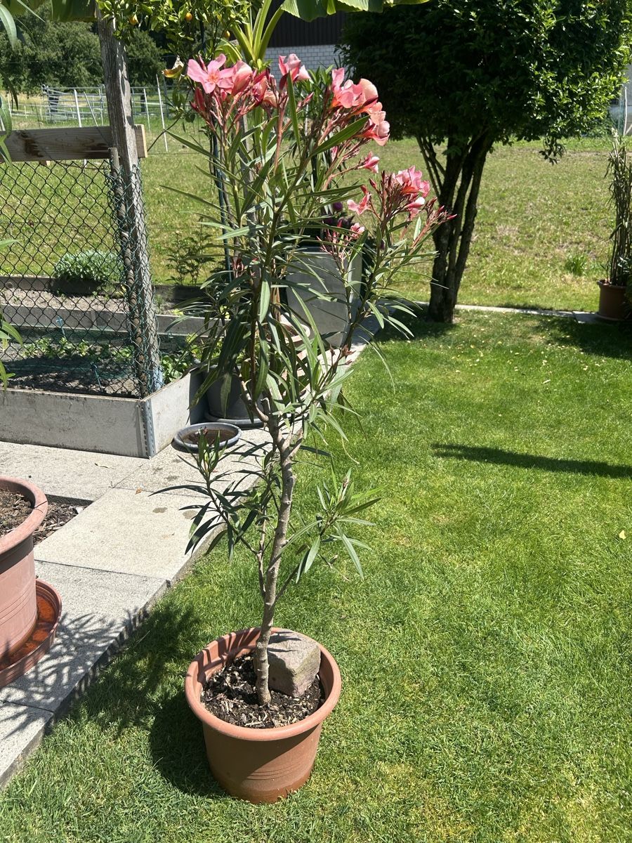 Piante & sementi: Oleander lachsfarbig – Usato da Kirchleerau venduto da Moritz15A