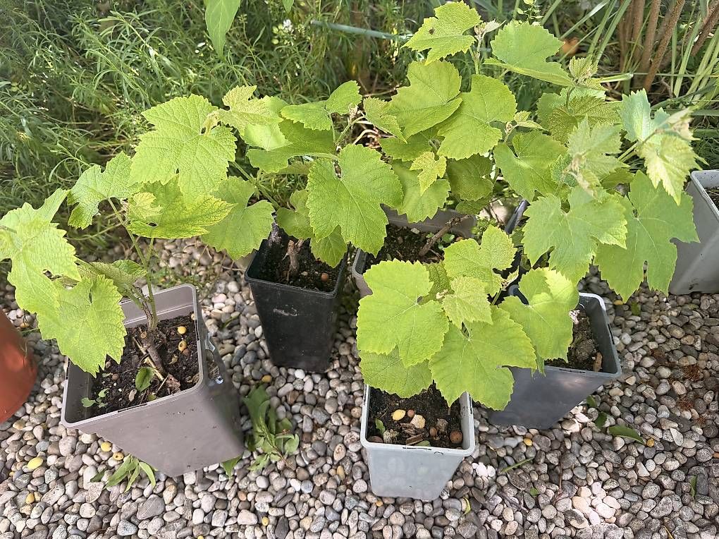 Piante & sementi: Pied de vigne - raisin  – Usato da Essertines-Yverdon venduto da clemesitpa