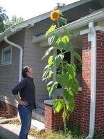 TOURNESOL ULTRA GEANT ! + 4 METRES ! 20g