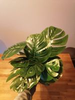 Monstera Kunstpflanze, immergrün! Neuwertig