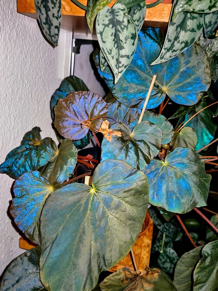 Piante & sementi: Begonia Pavonina – Nuovo (secondo la descrizione) da Bern venduto da Lucas_Ma 4