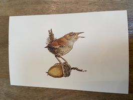 AK ungelaufen Zaunkönig Eichel Kunstkarte