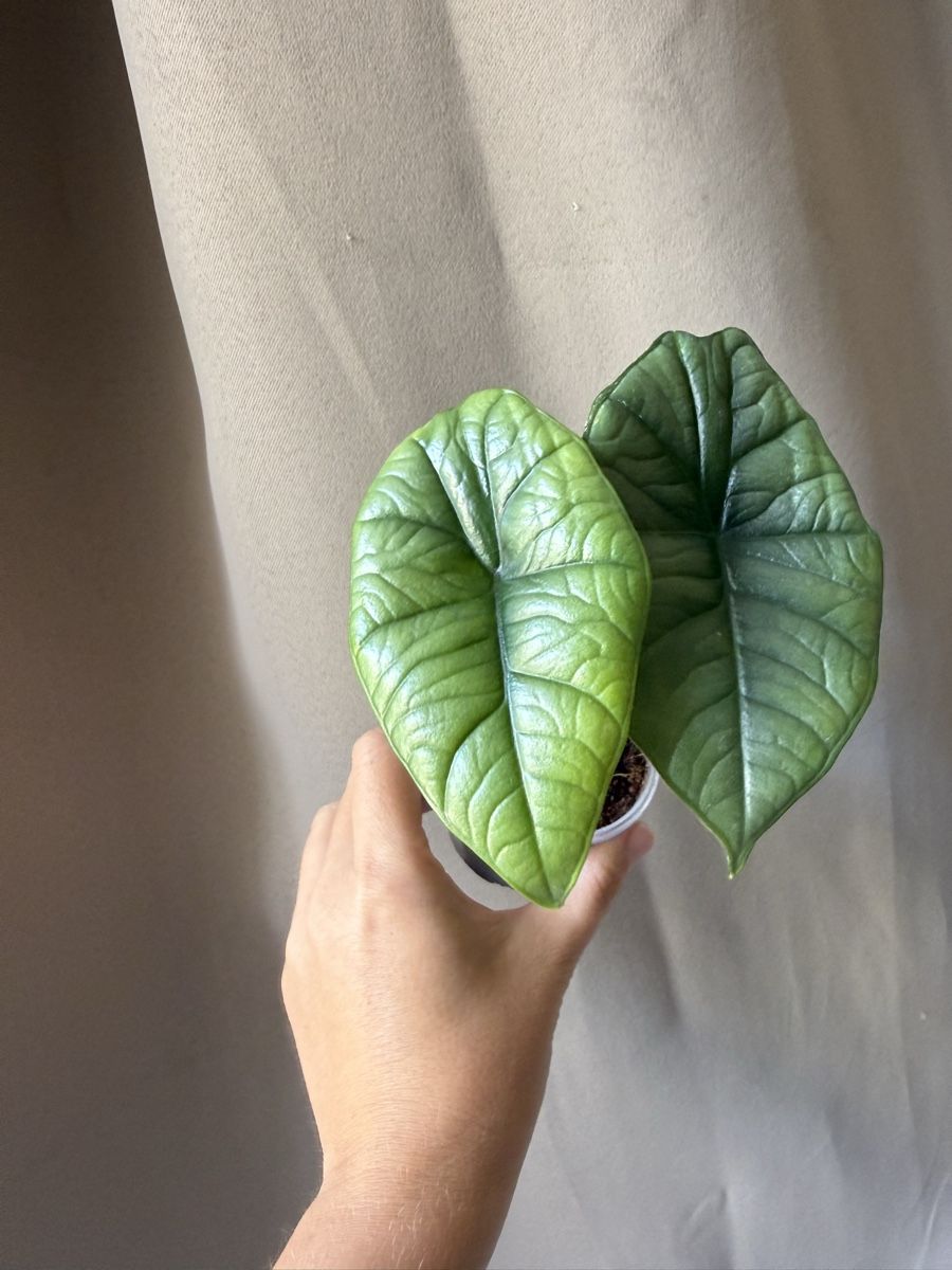 Pflanzen & Samen: Alocasia Platinum  – Neu (gemäss Beschreibung) aus La Tour-de-Trême von LyAmy 1