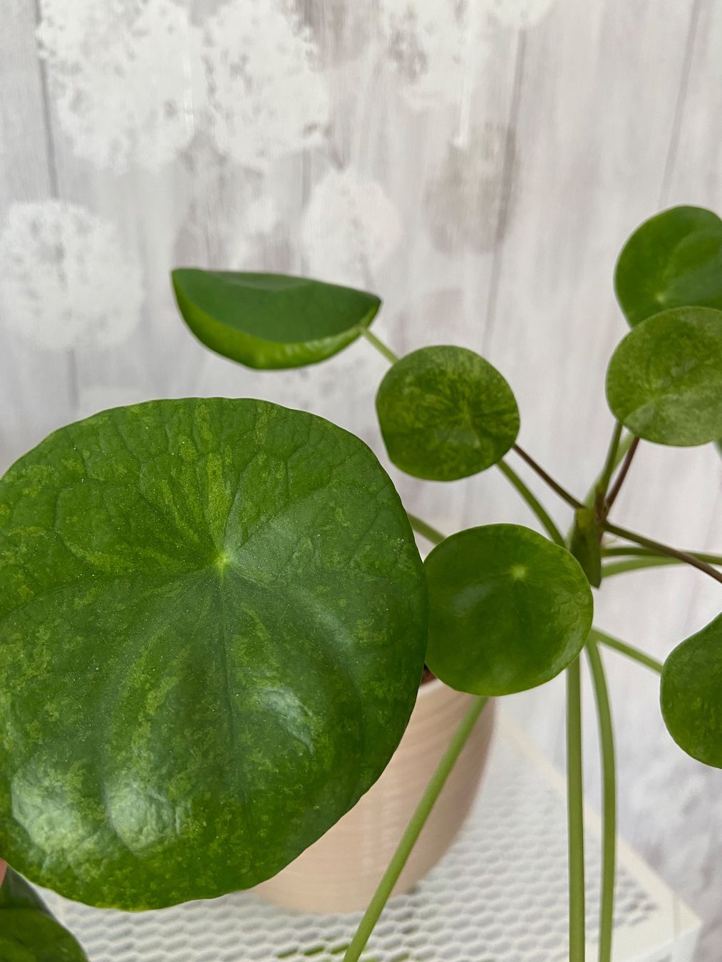 Piante & sementi: Pilea mojito – Usato da Zürich venduto da Potatoe543 2