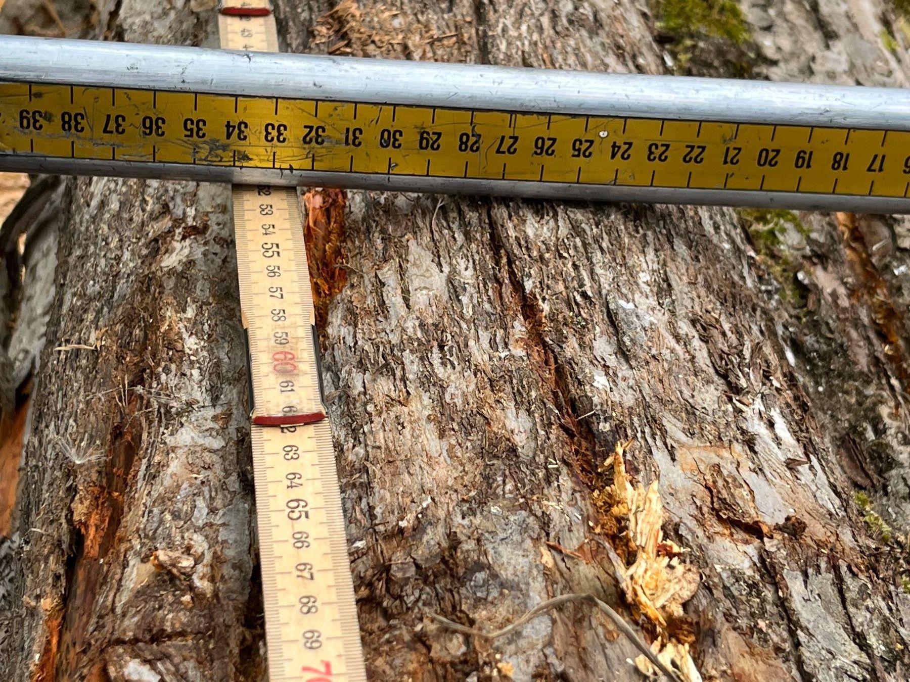 Holzartikel: Apfelbaumstamm – Neu (gemäss Beschreibung) aus Nürensdorf von Peterhakab 7