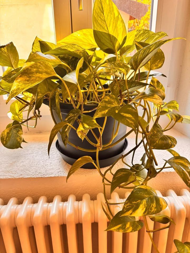 Piante & sementi: Belle plante verte Pothos avec pot – Usato da Romainmôtier venduto da val_r8sn 1
