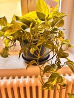 Belle plante verte Pothos avec pot