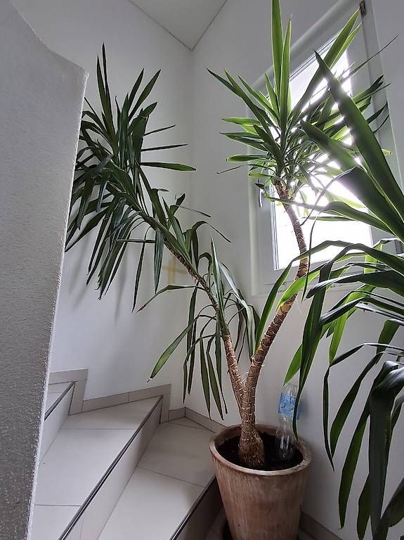 Piante & sementi: Yucca-Pflanzen im Tontopf – Usato da Altnau venduto da Brumm