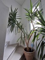 Yucca-Pflanzen im Tontopf