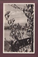 LAUSANNE - Ouchy - Magnolia