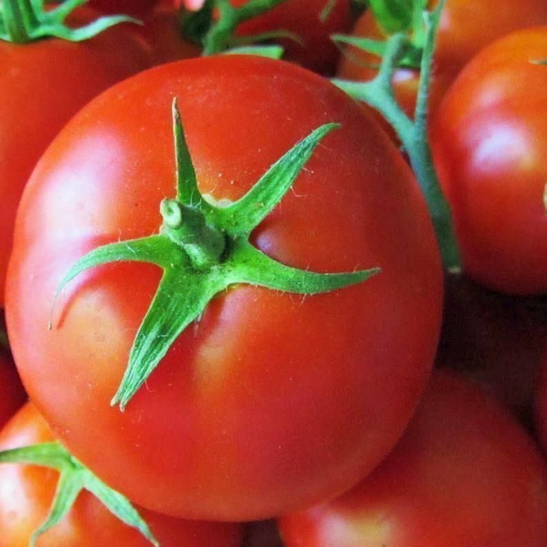 Piante & sementi: 50 Samen SAINT PIERRE SWEET Tomate – Nuovo (secondo la descrizione) da Ehrendingen venduto da VerveinaSamen 2