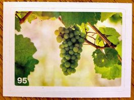 Migros Nature Detectives - Bild Nr. 95