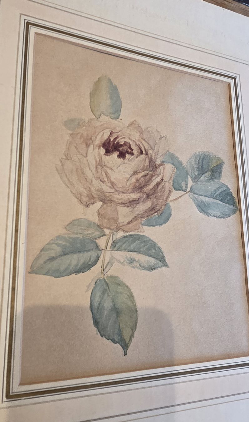Dipinti: Original Aquarell Rose handgeschöpftes Papier – Usato da Rehetobel venduto da hobirot01 2