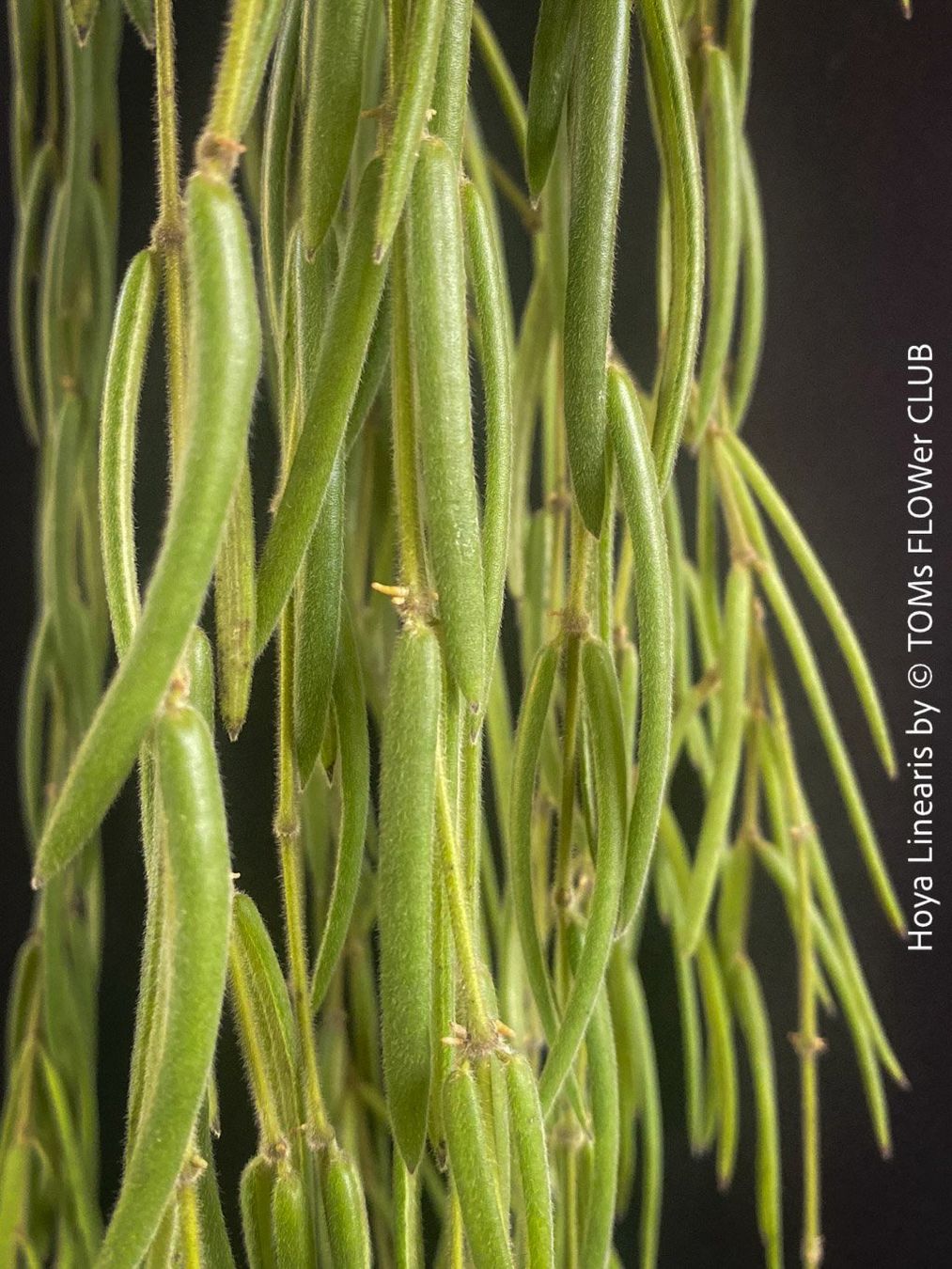 Piante & sementi: Hoya Linearis - leicht und sehr elegant – Nuovo e nell'imballaggio originale da Adliswil venduto da TAKEYOURPLANT 1