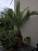 Kanarische Palme gross  (Phoenix canariensis)