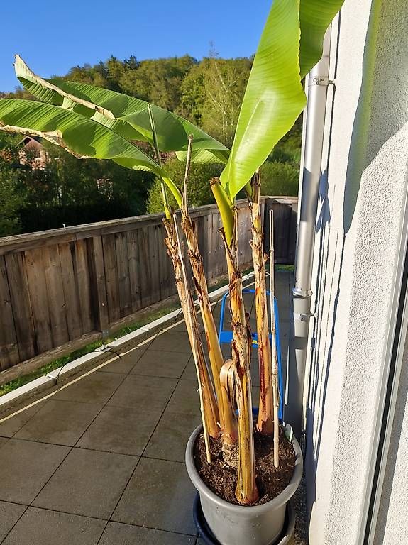 Plantes & graines: Bananenstauden Musa basjoo | Kindel/Ableger – D'occasion à Boll par ttr-fun 1